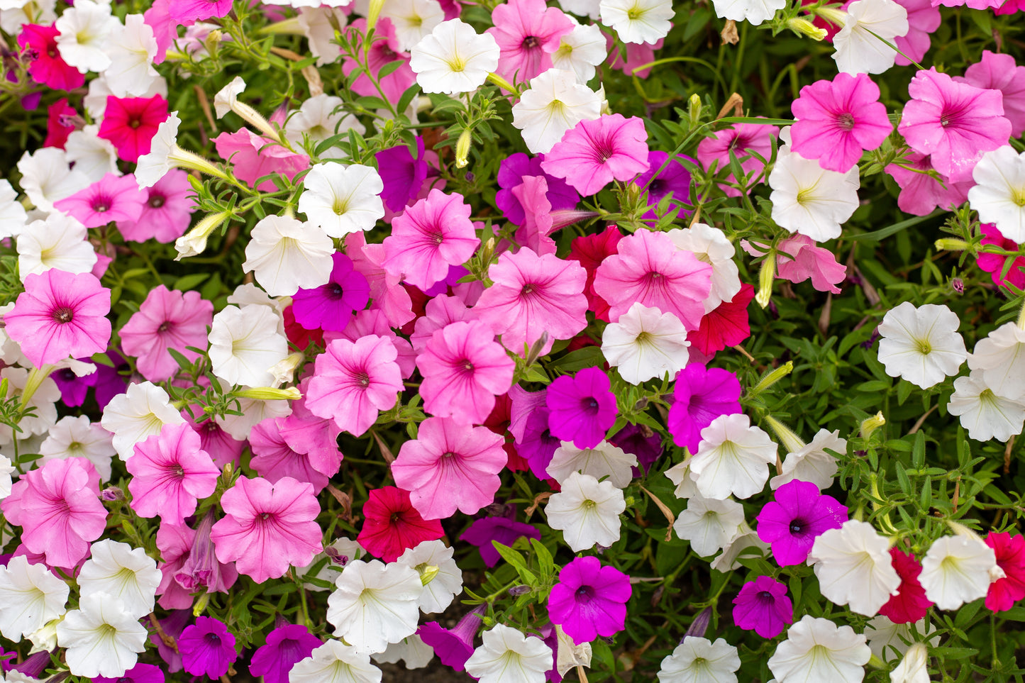 Petunia Balcony Mixed Seeds 1000 Seeds - Flowers Baskets - Finest Flowers Seeds