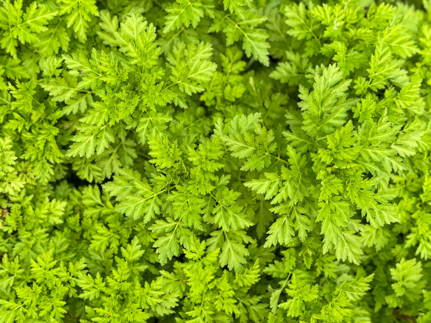 Chervil Curled - 1000x Seeds - Herb