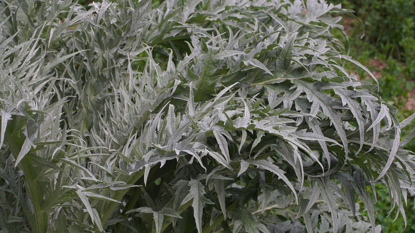 80x Cardoon Cynara Cardunculus Seeds - Vegetable - Finest Seeds