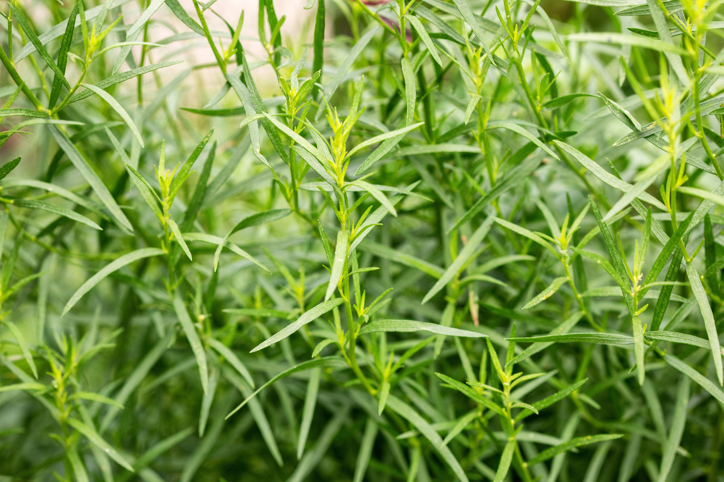 3000x Tarragon Russian Artemisia Dracunculus Herb Seeds
