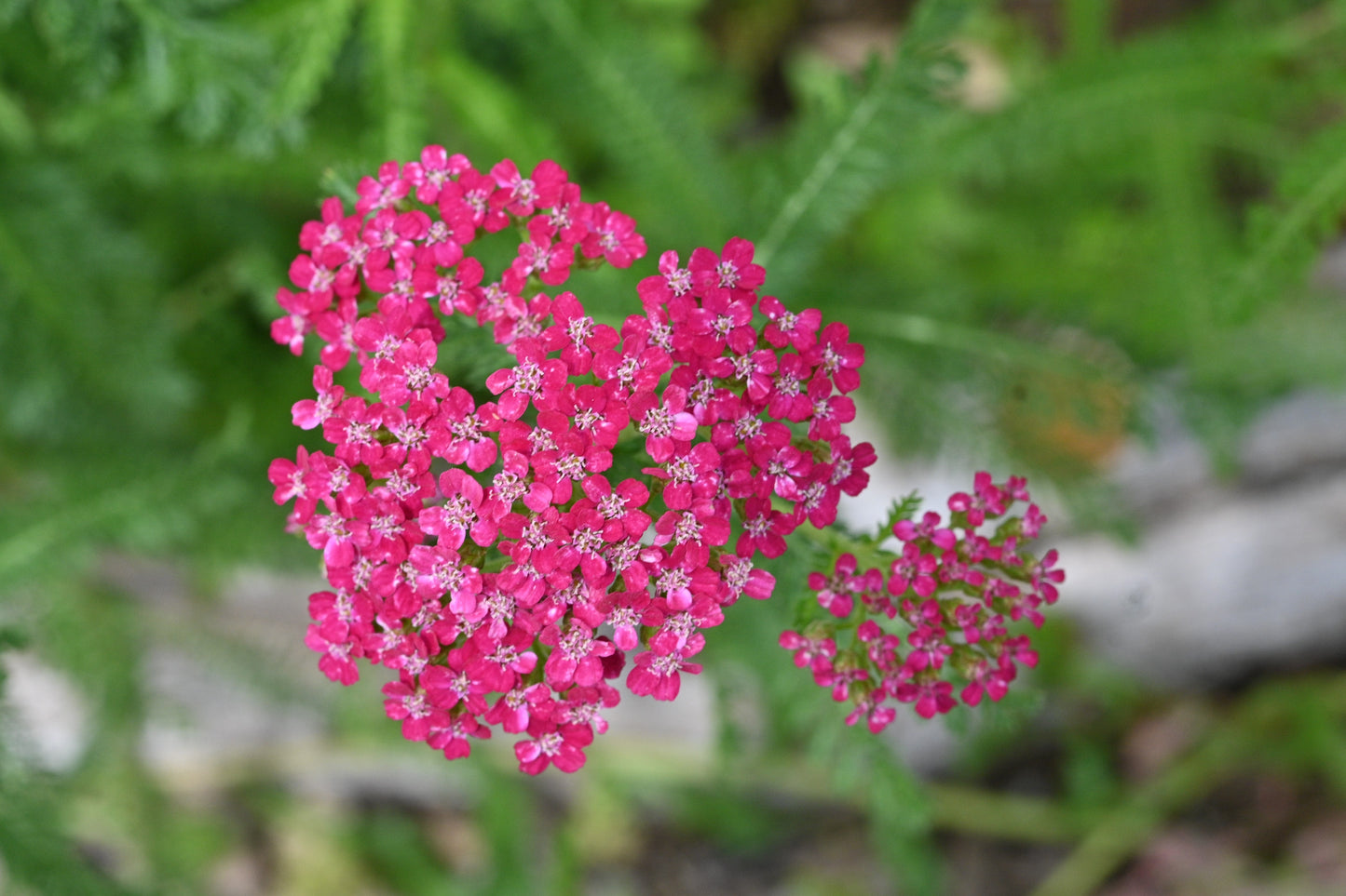 Achillea Millefolium Yarrow Milfoil Cerise Queen - 2100x seeds - Flower