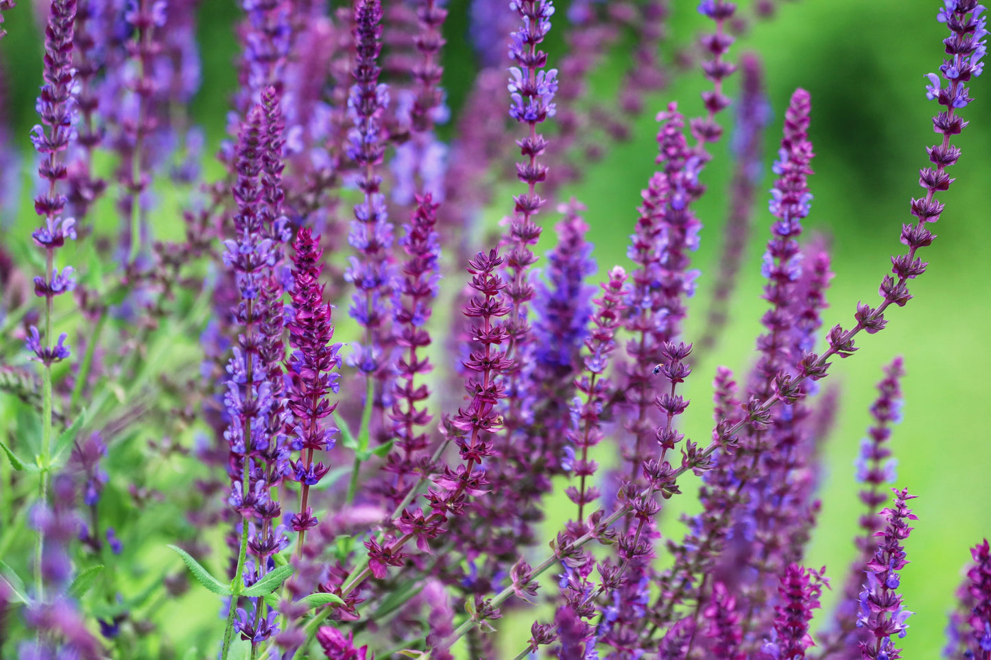 50x Salvia Nemorosa Violet Queen Seeds