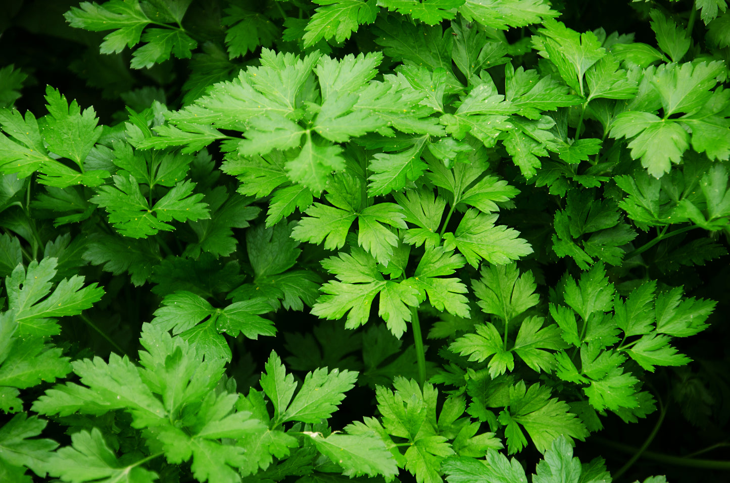 Herb Parsley Italian Giant 1000x Finest Seeds