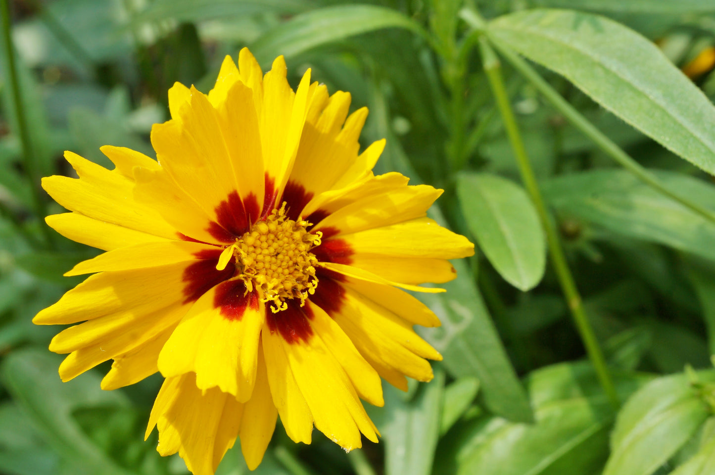 Coreopsis Sterntaler 200x Seeds - Perennial Flower