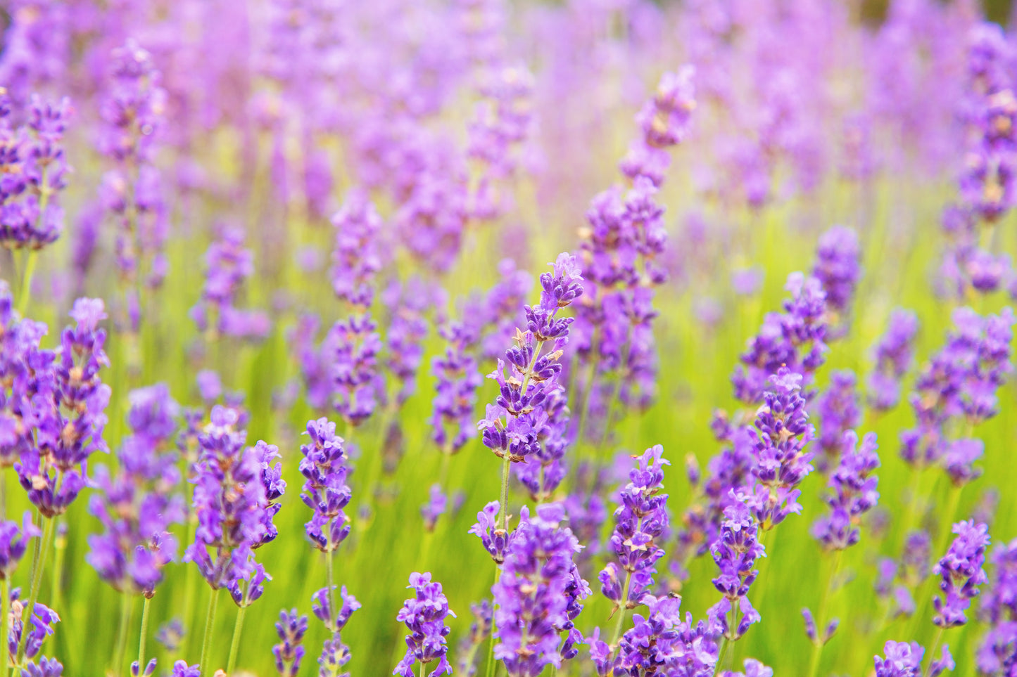 500x Lavender Common English Perennial Seeds - Flowering