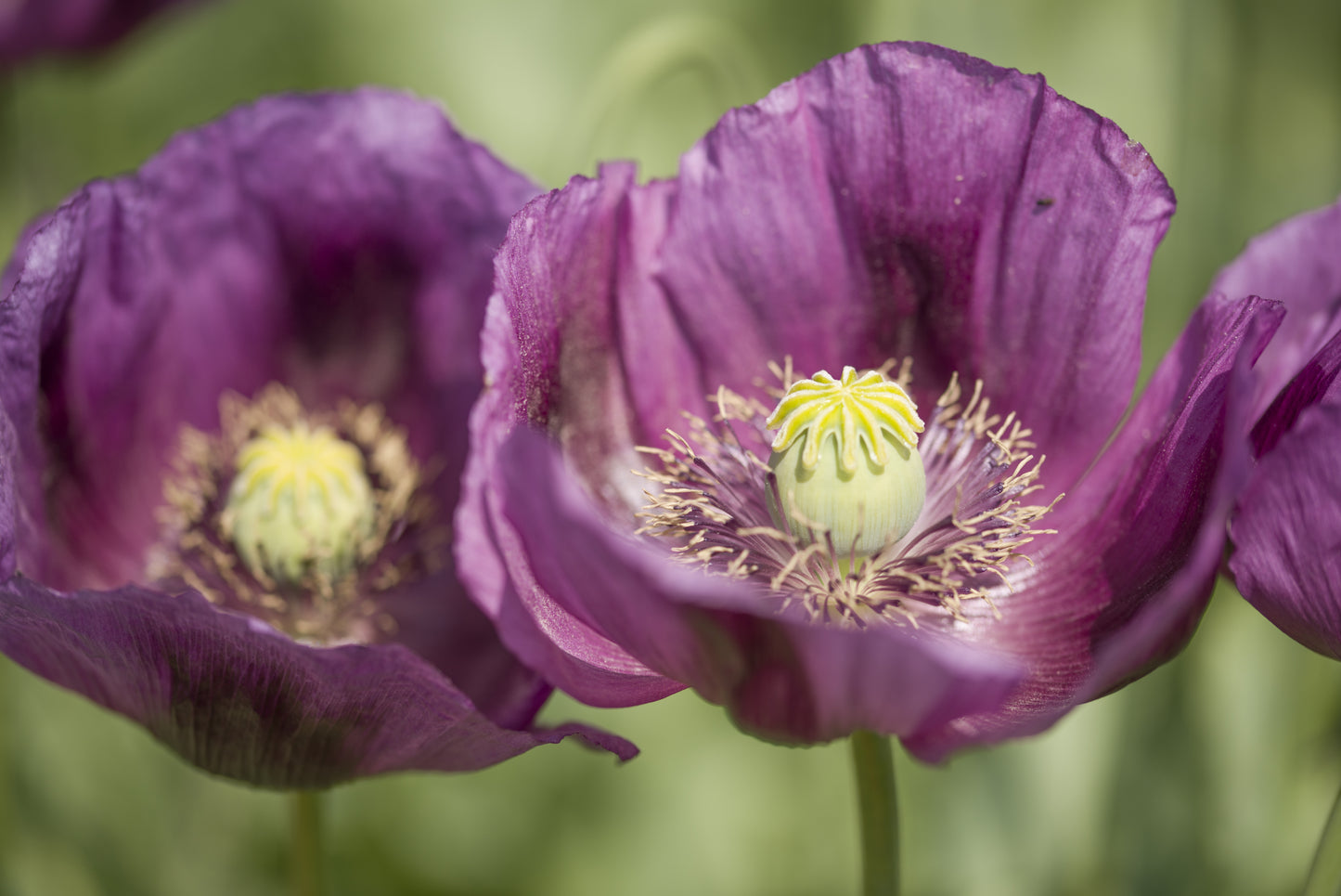 Poppy Papaver - Somnifreum Laurens Grape - 2300x Seeds - Flower