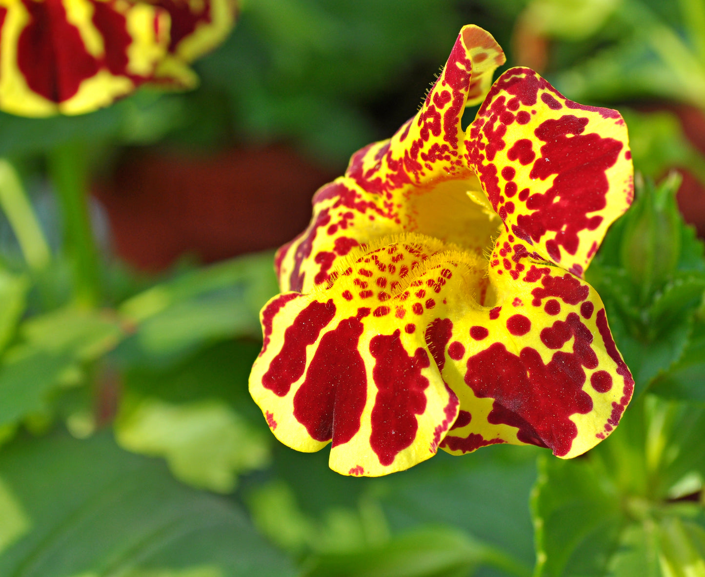 Mimulus Tigrinus 12,500x Monkey Flower Seeds - Mix