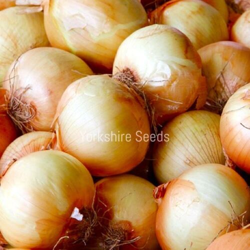 Dutch Giant Brown Onion Easy Peel Rijnsburger - 100x Seeds - Vegetable