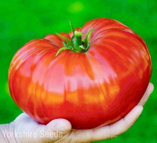 20x Tomato Brandywine Pink Seeds - Vegetable – Yorkshire Seeds