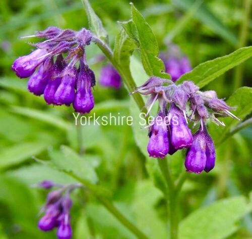 Comfrey Symphytum Officinale- 10x Seeds - Herb