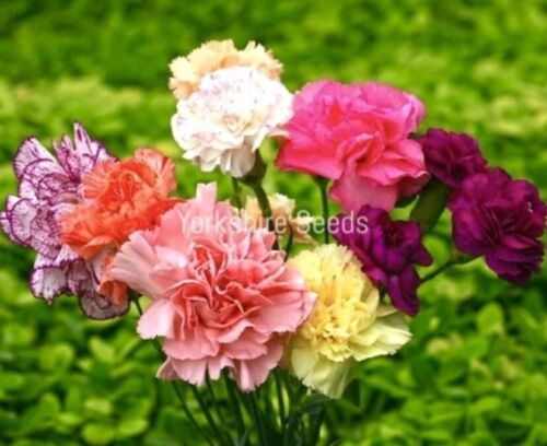 250x Carnation Dwarf Vienna Dianthus - Perennial Flower Seeds