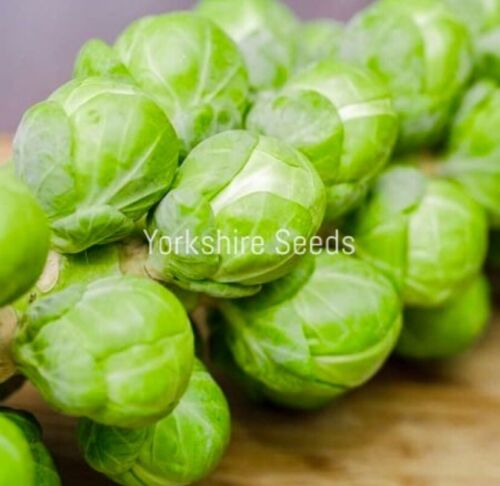 150x Organic Brussel Sprouts Groninger Seeds Vegetable