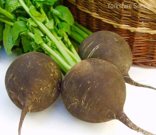 Radish Seeds x800 Seeds - Black Spanish Round Heritage Heirloom Winter Seeds