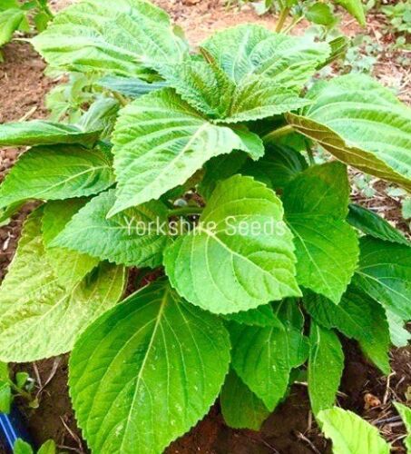 100x Japanese Green Perilla Shiso Oriental Basil Leaves Herb