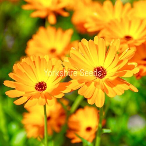 Pot Marigold Calendula Officinalis Geisha Girl - 160x seeds - Flower