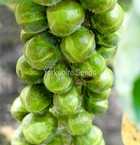 60x Brussel Sprouts Brodie F1 Xmas Harvest Seeds Vegetable