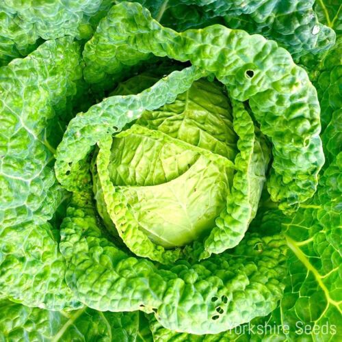 Savoy Cabbage Seeds Vertus 2 - 460x seeds - Winter