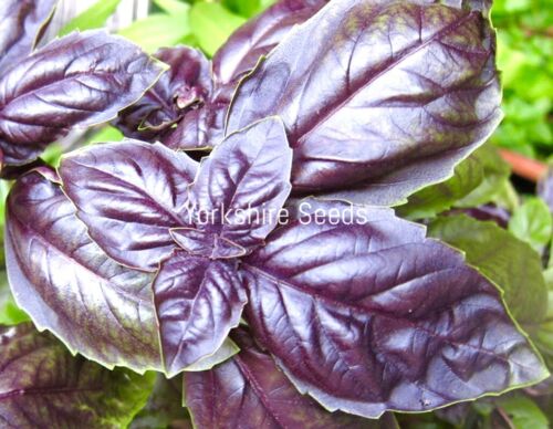 Basil Red Rubin Ocimum Basilicum 910x seeds Herb Yorkshire Seeds