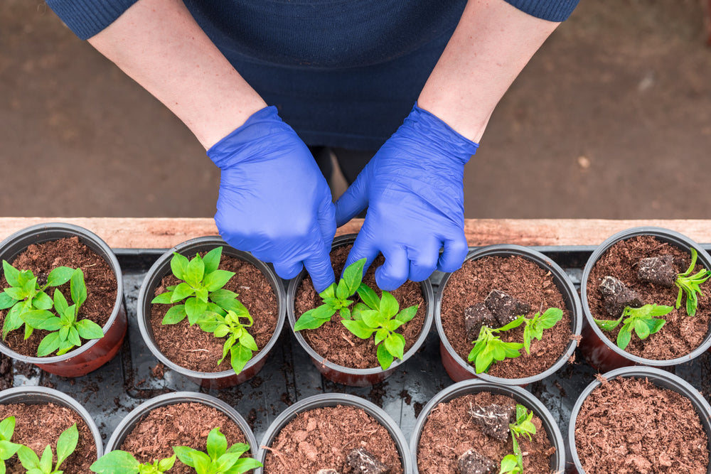 What to grow in December