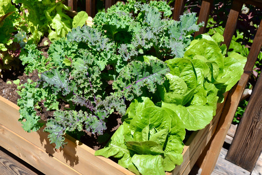 Top Seeds for Container Gardening in Small Spaces