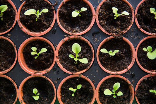 What To Sow In February