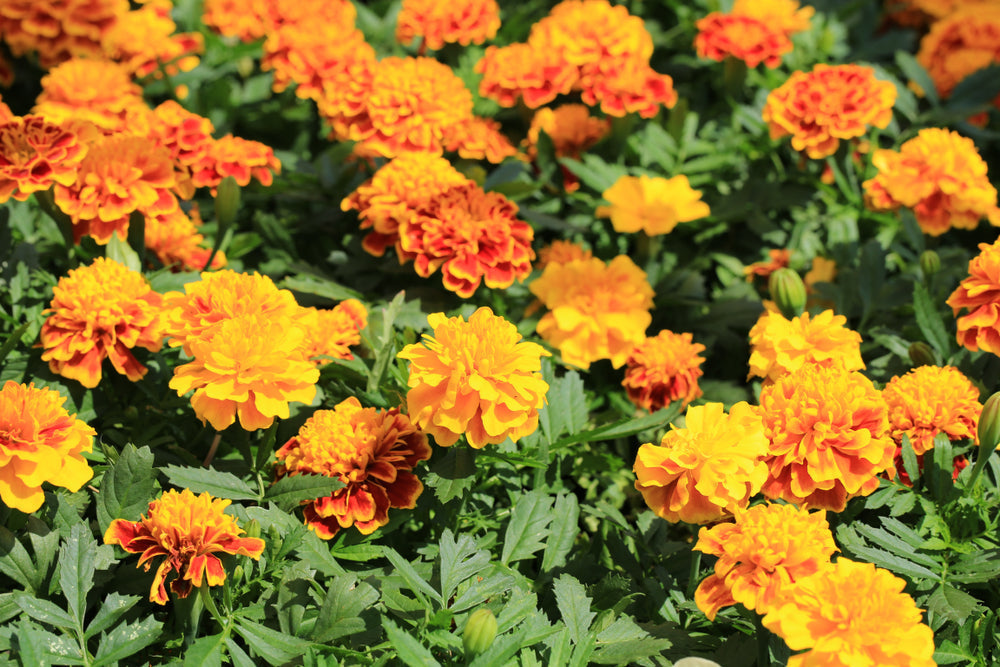 Best Summer Flowers to Grow: Marigolds, Zinnias & Sunflowers