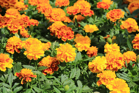 Best Summer Flowers to Grow: Marigolds, Zinnias & Sunflowers