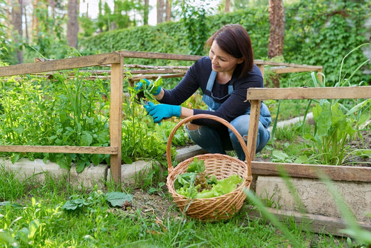 🌿 What to Sow in August