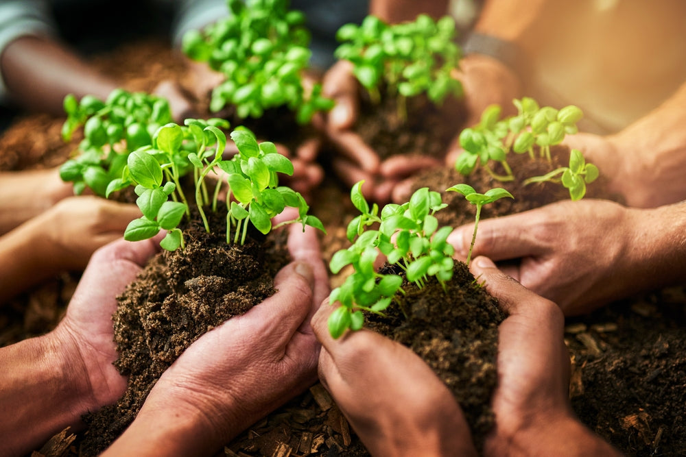How to Care for New Seeds: A Guide to Nurturing Your Garden from Day One