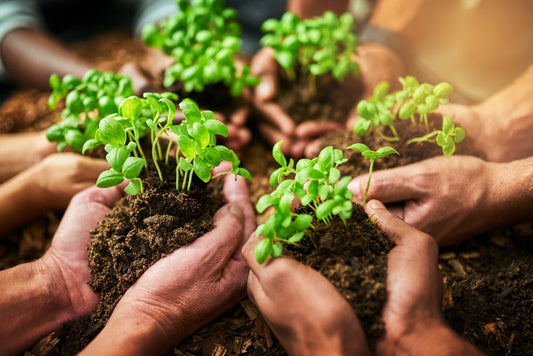 How to Care for New Seeds: A Guide to Nurturing Your Garden from Day One