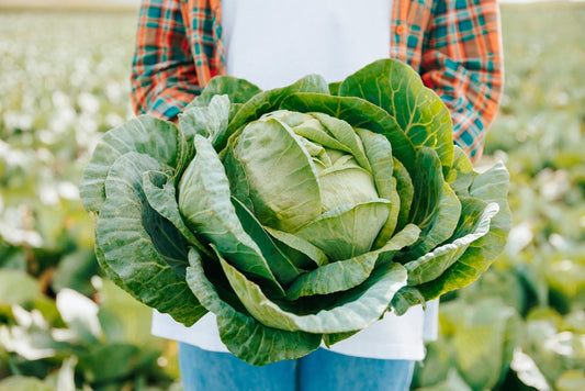 Crops to Sow in March: Your Guide to Early Spring Sowing