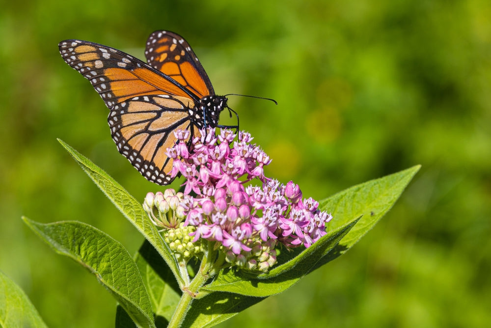 Pollinator-Friendly Plants: Flowers & Herbs That Attract Bees and Butterflies
