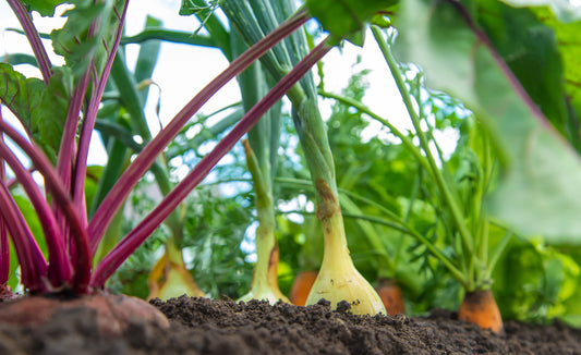 How to Prepare Your Beds For Autumn Sowing While Still Harvesting Summer Crops