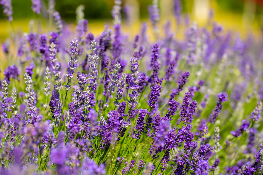 Essential Plant Care Tips for Spring Growth