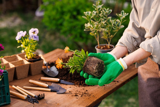 Start the Year Off Right: How to Plan Your Perfect Garden Layout For 2026