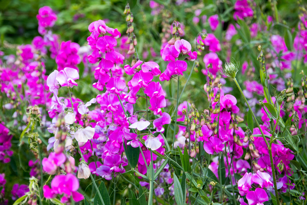 Flower Seed of the Month: Sweet Peas – Spring’s Scented Superstar