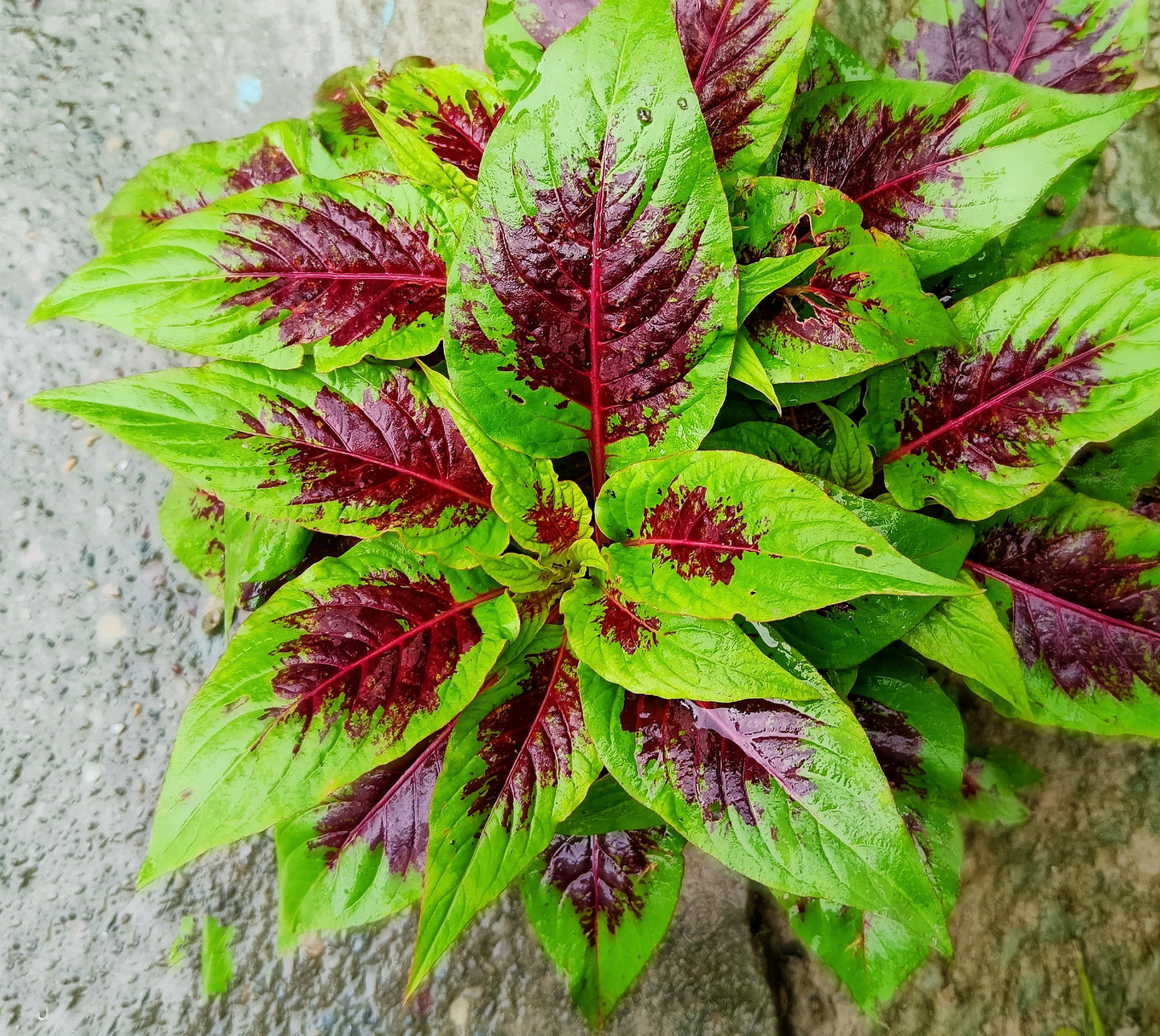 Amaranth Caribbean Callaloo Tri Colour Leaf For Growing - 200x Seeds - Herb