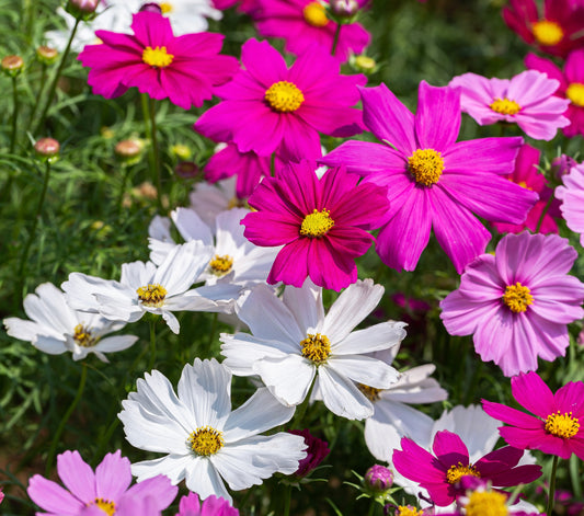 Cosmos Dwarf Mixed Flower Seeds For Pots & Garden - 100x Seeds - Flowers