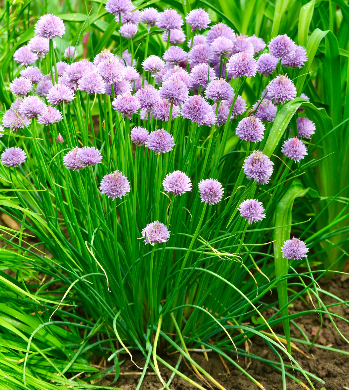 Herb Chives  1500x - Seeds