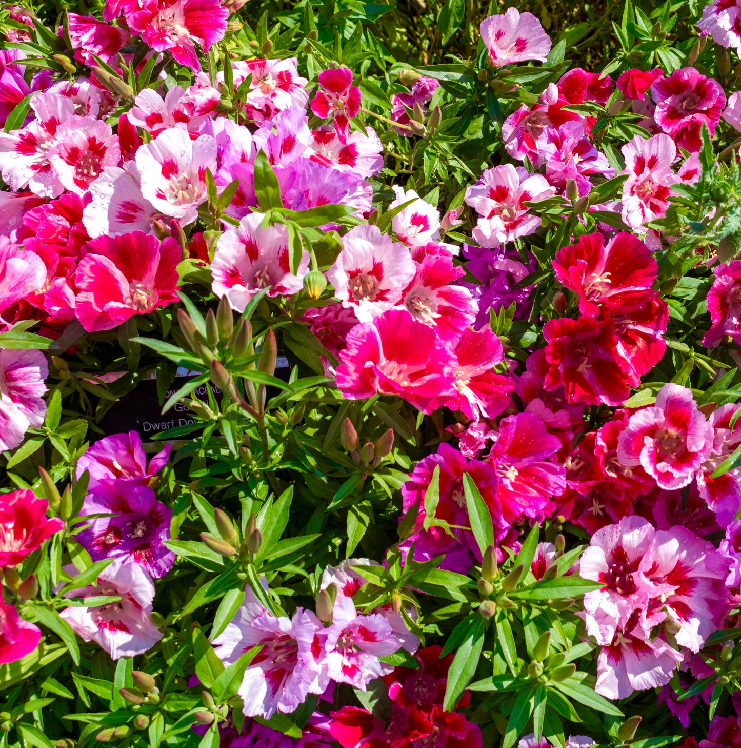 100x Mixed Pink Flower Hardy Annual Scented Godetia Bi Seeds