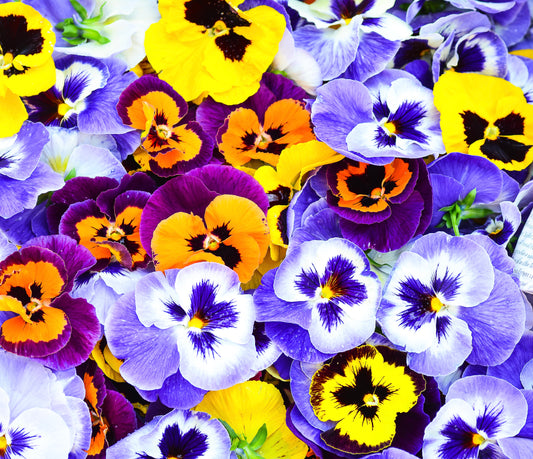 Viola Cornuta Winter Trailing Multi-coloured F1 Mix - 30x Seeds - Flower