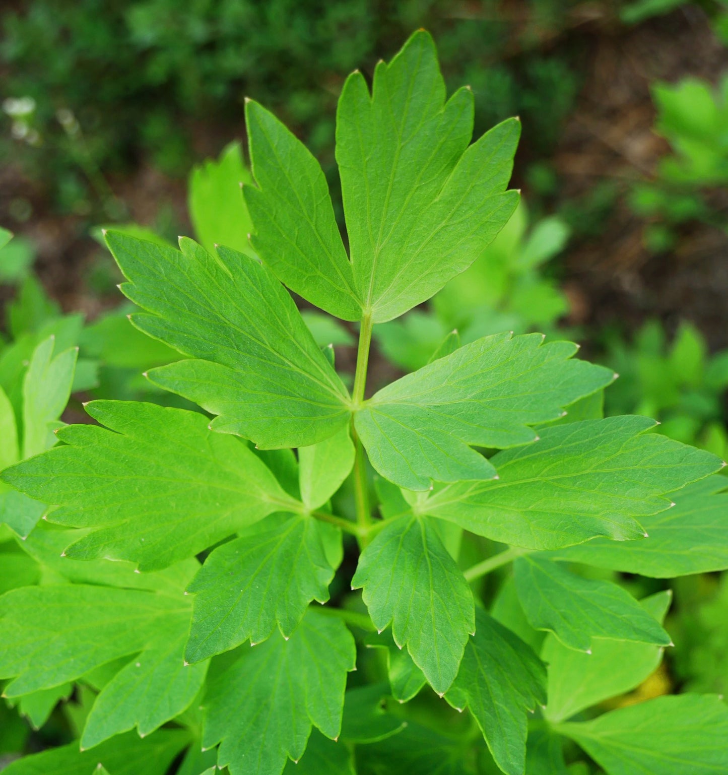 Lovage - Levisticum Officinale - 60x Seeds - Herb