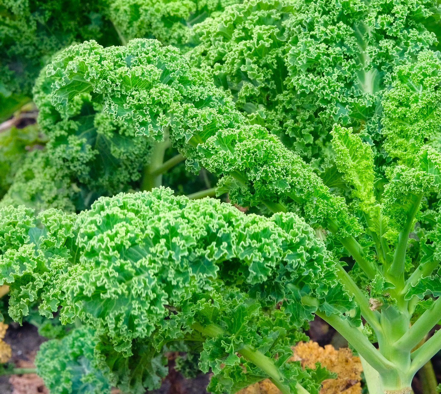 Borecole Kadet Kale - 200x seeds - Vegetable