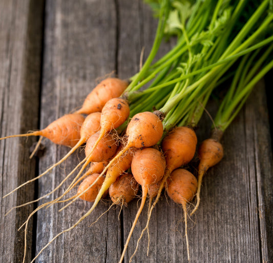 Paris Market Carrot Seeds - 3250 seeds - Heirloom Vegetable Easy 2 Grow