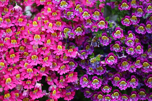 Mixed coloured Angel Wings - 200x Seeds - Schizanthus - Flowers