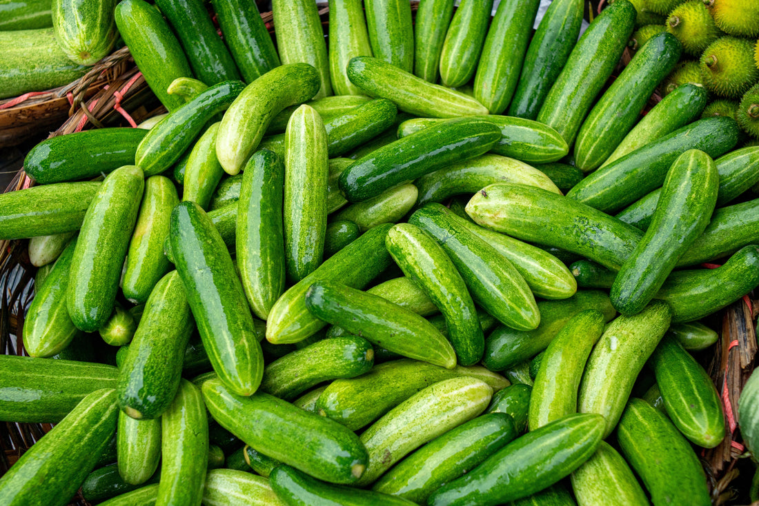 20 Early Spring Burpless Cucumber Seeds - Finest Seeds – Yorkshire Seeds