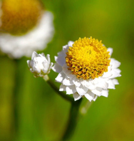1100x Winged Everlasting Flower Seeds - (Ammobium  grandiflorum) – Perennial