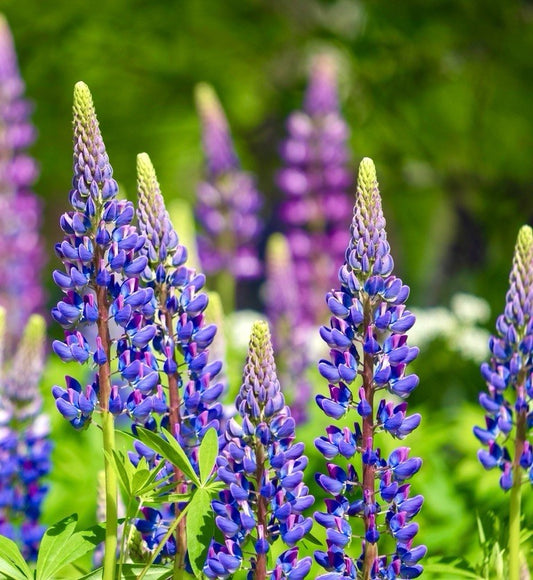 10x Blue Lupine Lupinus Angustifolius Seeds  – Striking Blue Spires - Annual