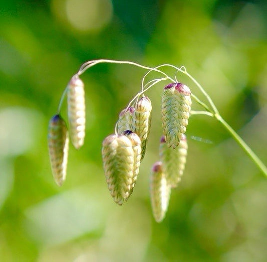 500x Briza maxima Greater Quaking Grass Seeds – Stunning Ornamental Grass