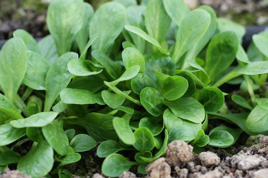 1400x Corn Salad Lambs Lettuce Seeds - Vegetable